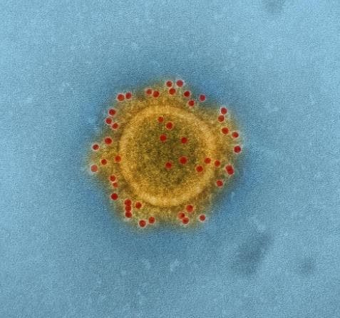 What is Sparking Fear of the Novel Coronavirus?