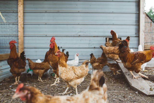 Five More Cases of Avian Influenza are Confirmed in the US