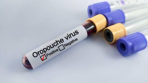 Oropouche virus is spreading across the Americas, with new cases reported in South America and Cuba, underscoring the need for vigilance and preventive measures.  The virus causes fever, headache, and joint pain, and can be challenging to diagnose due to symptom overlap with other viral diseases like dengue and Zika.  Recent data suggest that Oropouche virus may be transmitted from mother to fetus, potentially leading to severe outcomes such as miscarriage or congenital abnormalities, highlighting the need for careful management and preventive strategies for pregnant individuals.