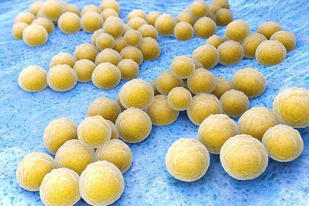 Methicillin-resistant Staphylococcus aureus (MRSA) is a bacterium responsible for several difficult-to-treat infections in humans