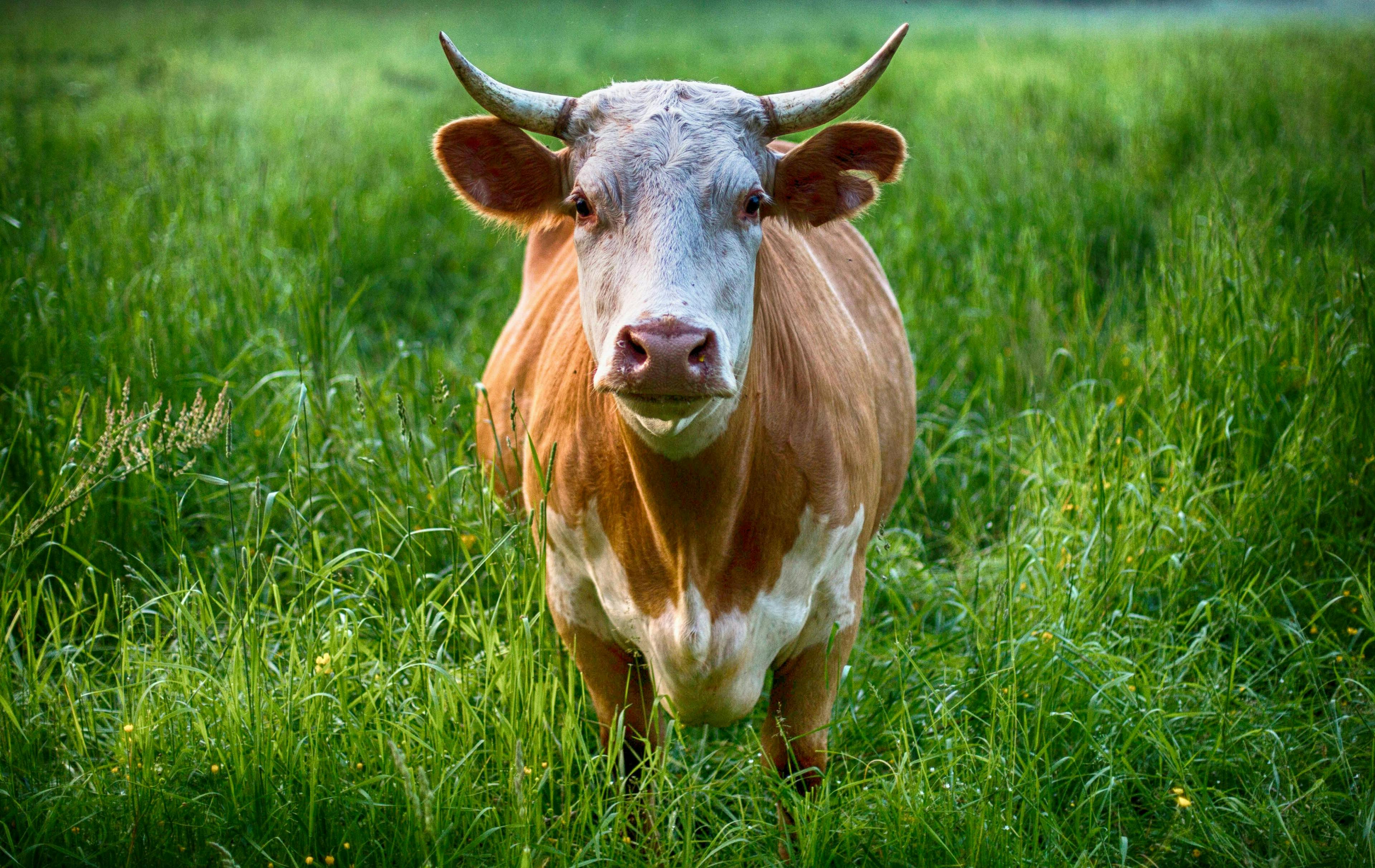 a cow; Image Credit: Pexels, Pixaby