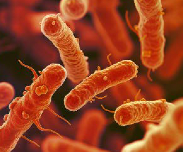 bacteria; Image Credit: Adobe Stock