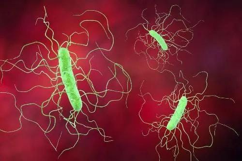 Clostridioides difficile 