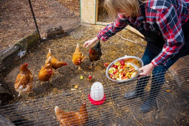 A woman feeding her backyard poultry.