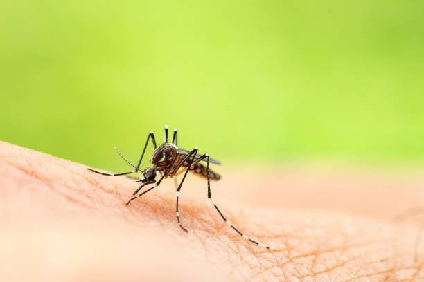 The Rise of Dengue Cases in the United States