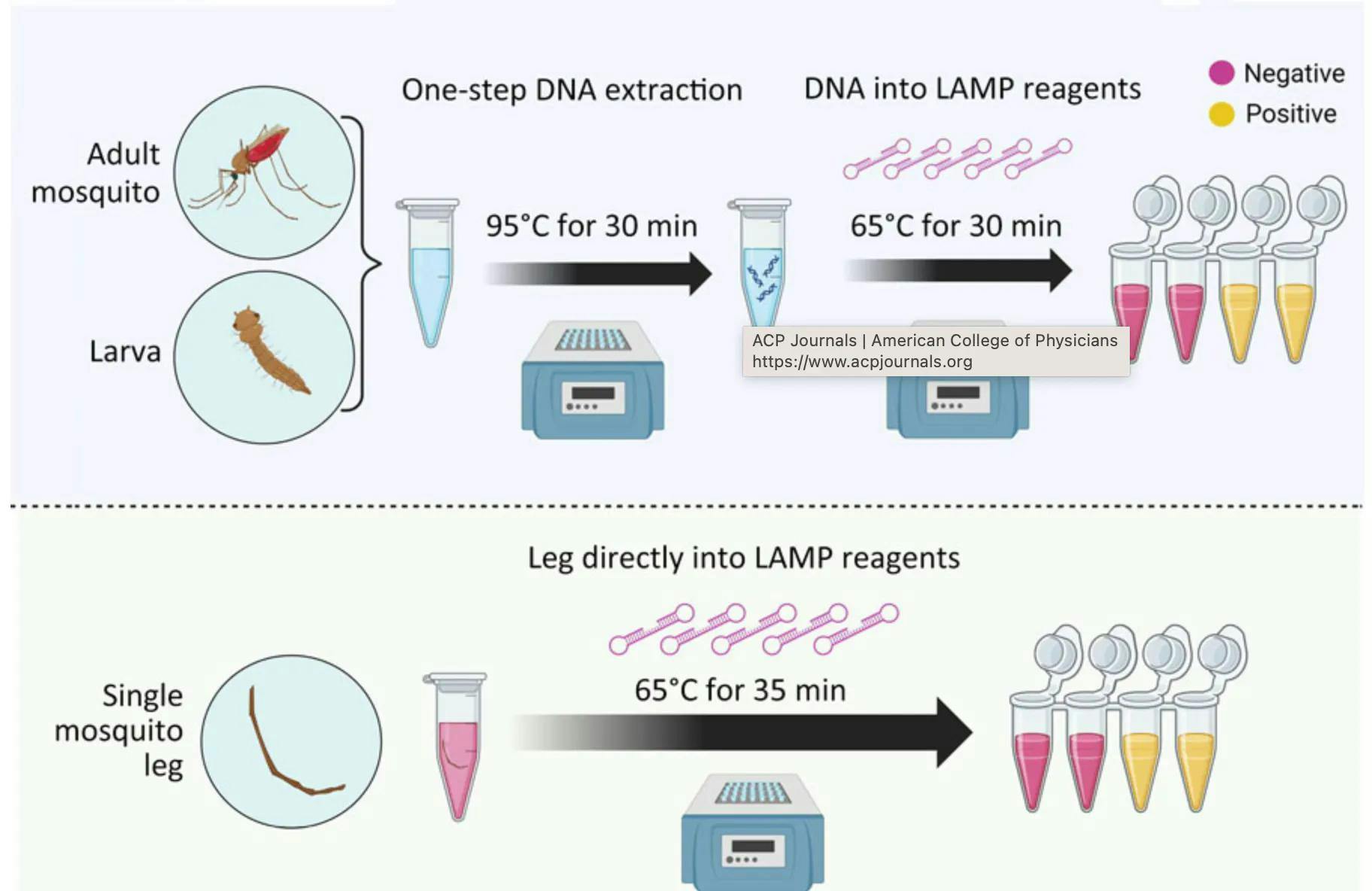 Schematic for colorimetric loop-mediated isothermal amplification assay to detect invasive malaria vector An stephensi mosquitoes. Image credits: CDC