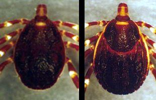 image of tick; Image credit: Robert Swanepoel/NICD South Africa