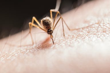 Concerns Over Mosquito-Borne Illness Causes Massachusetts Town to Create Curfew for Parks, Spraying in Counties