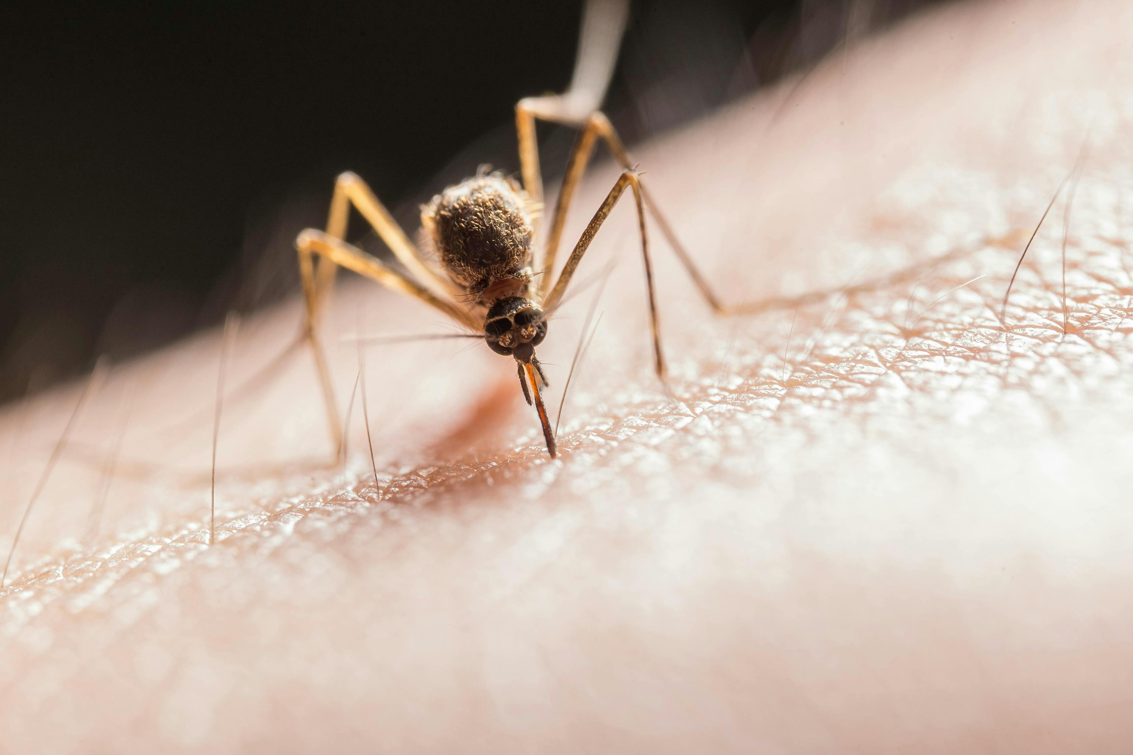 mosquito on skin; Image credit: Pexels Jimmy Chan