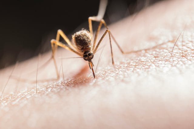 Concerns Over Mosquito-Borne Illness Causes Massachusetts Town to Create Curfew for Parks, Spraying in Counties