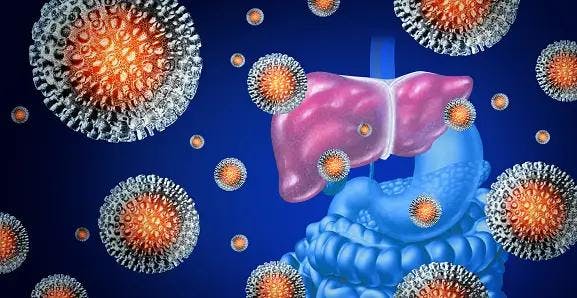 Hepatitis C virus cells circulating the human liver. liver cancer hcc Lysyl oxidase-like 2 LOXL2
