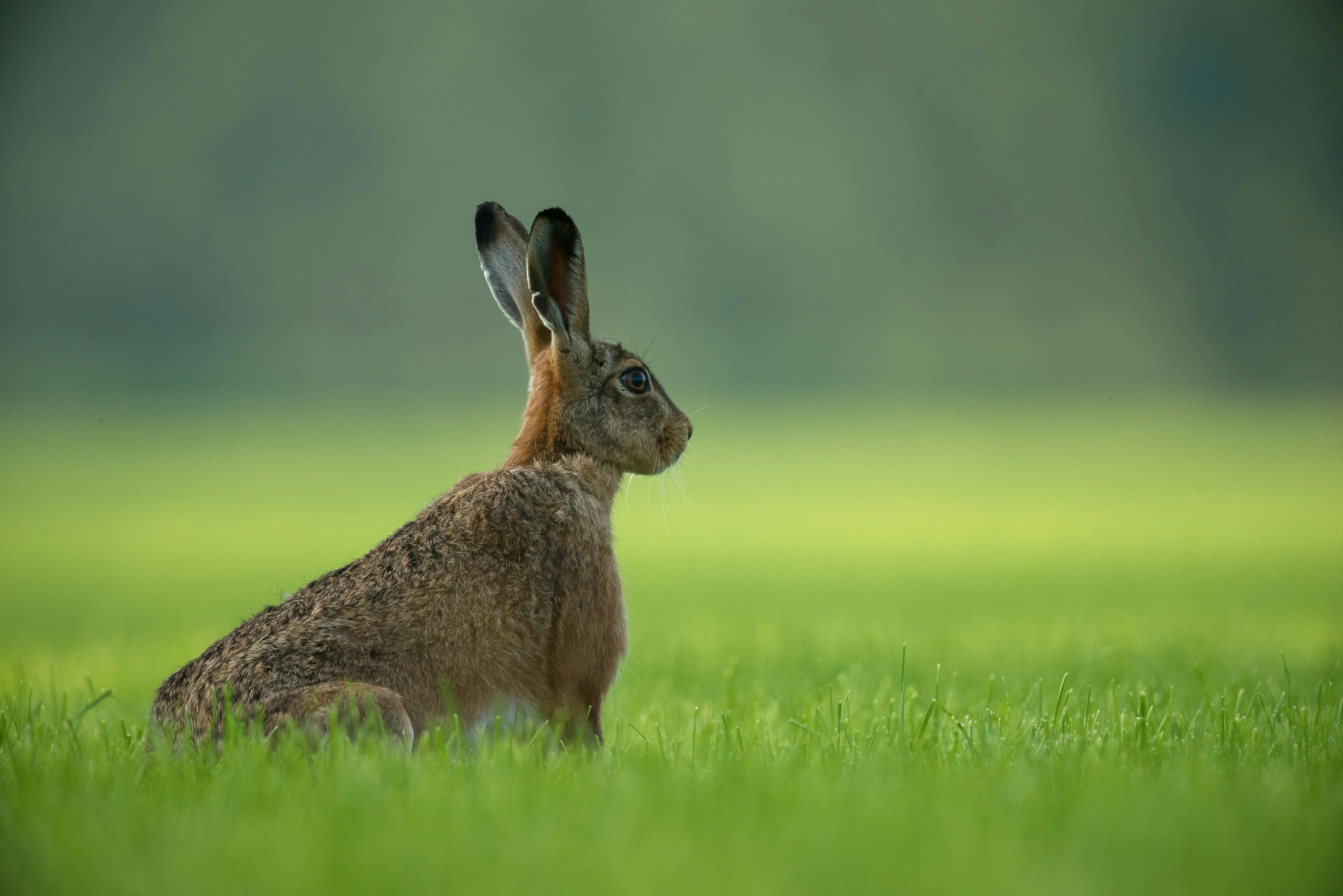 Case of Rabbit Fever Diagnosed in US